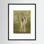 Fawn Paper Print
