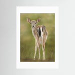 Fawn Paper Print