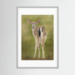 Fawn Paper Print