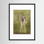 Fawn Paper Print