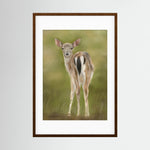 Fawn Paper Print