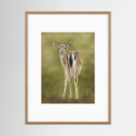 Fawn Paper Print