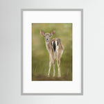 Fawn Paper Print