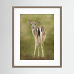 Fawn Paper Print
