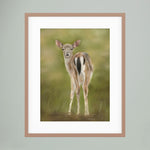 Fawn Paper Print
