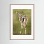 Fawn Paper Print