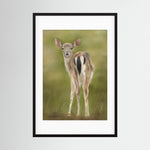 Fawn Paper Print