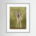 Fawn Paper Print