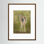 Fawn Paper Print