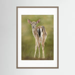 Fawn Paper Print