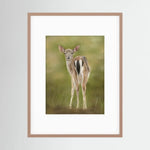 Fawn Paper Print