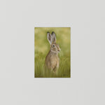Hare In The Grass Print