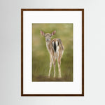 Fawn Paper Print