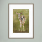 Fawn Paper Print
