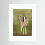 Fawn Paper Print