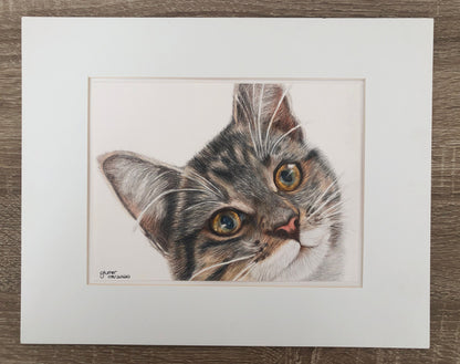 Pet Portrait - Tabby Kitten 