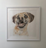 Dog colour pencil artwork